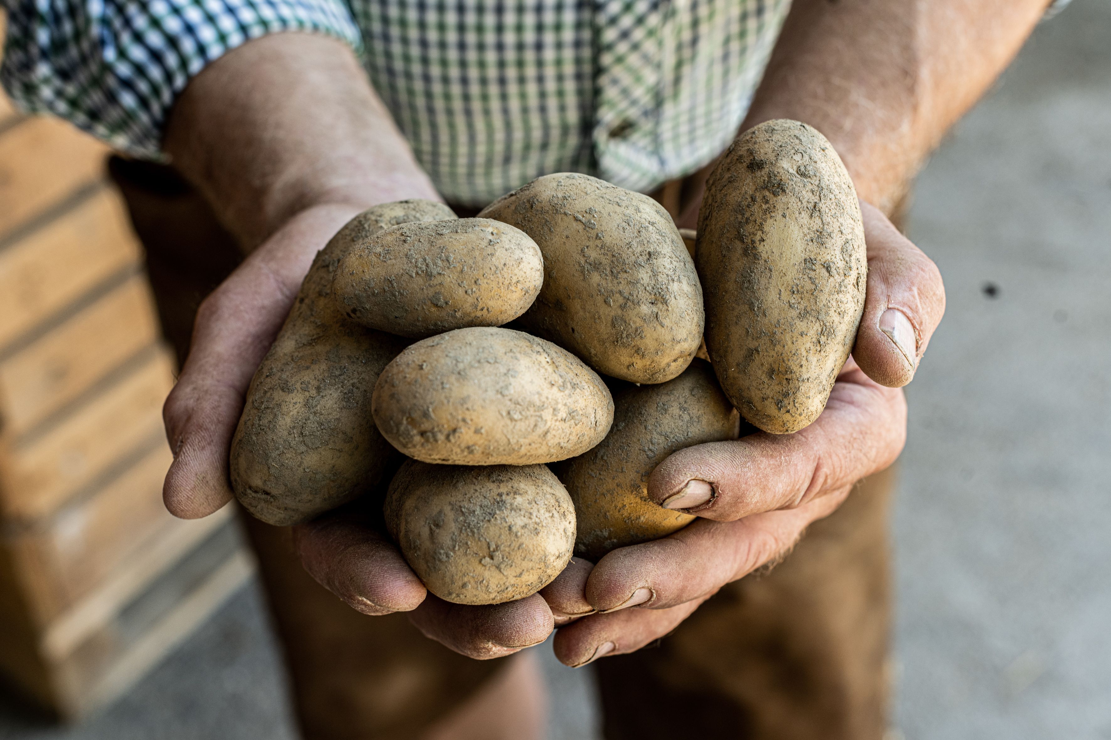 Zwei Hande halten erdige Kartoffeln.
