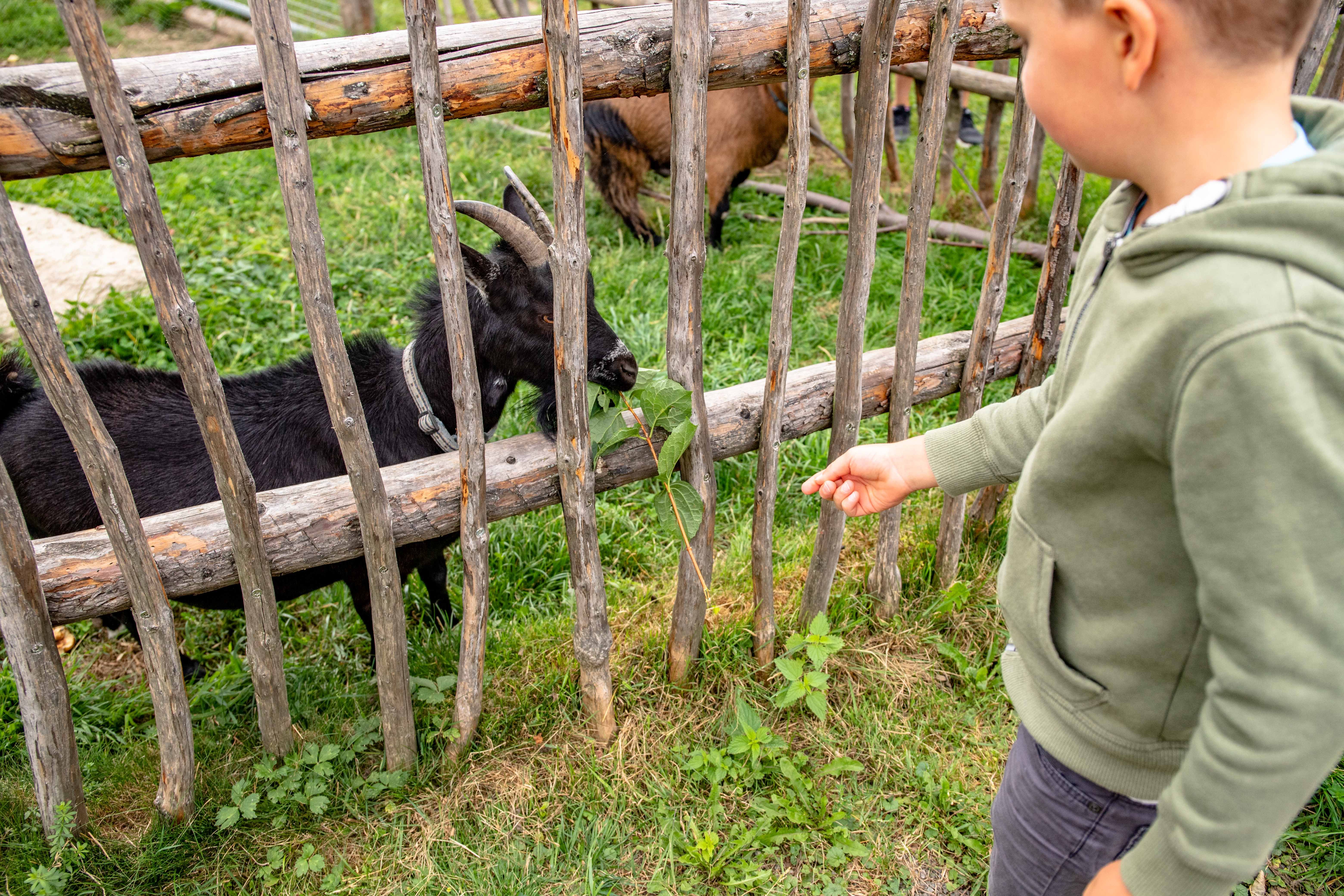 Ein Kind füttert eine schwarze Ziege durch einen Holzzaun mit Blättern.