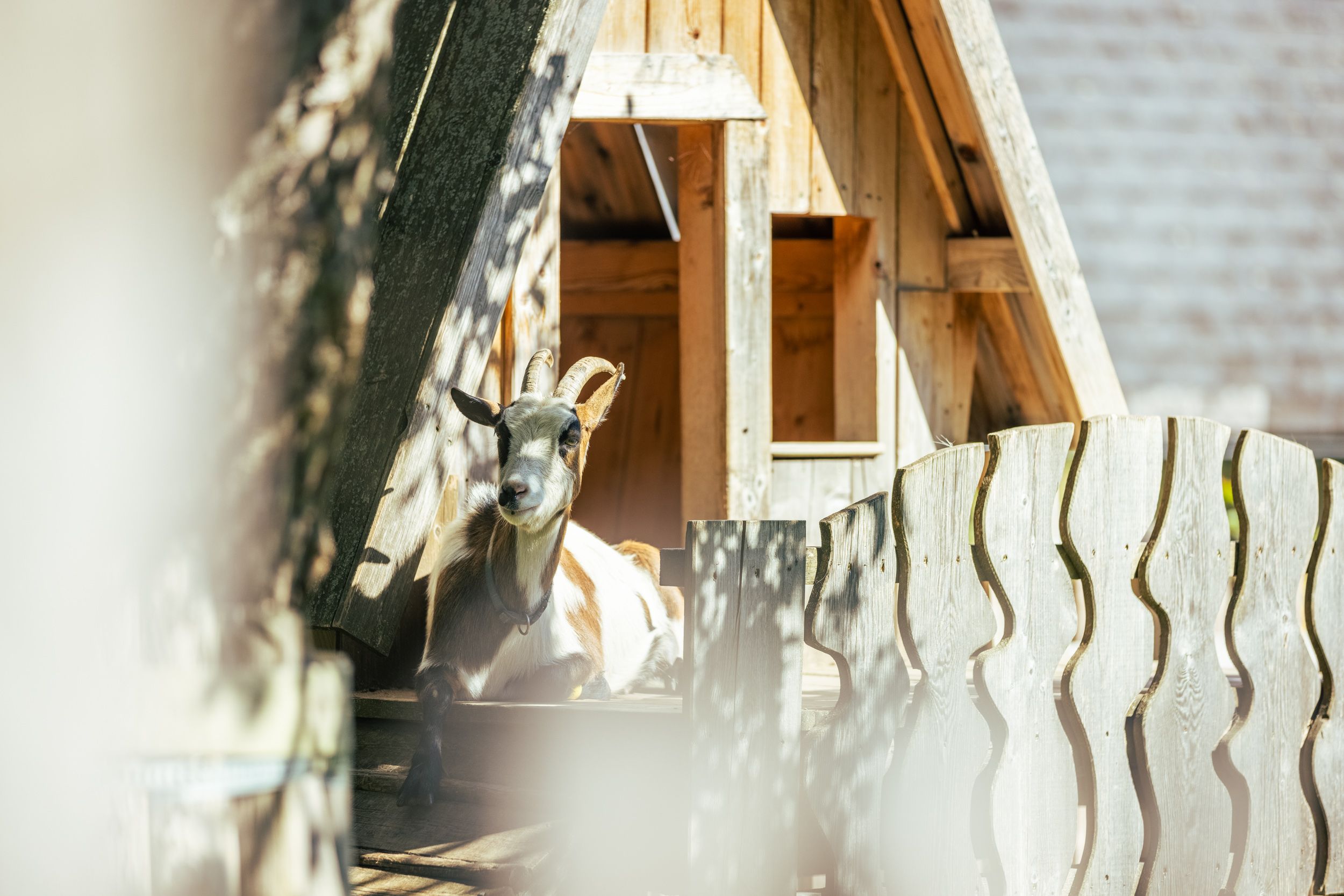 Eine Ziege liegt entspannt vor einem hölzernen Schuppen auf einem Bauernhof.