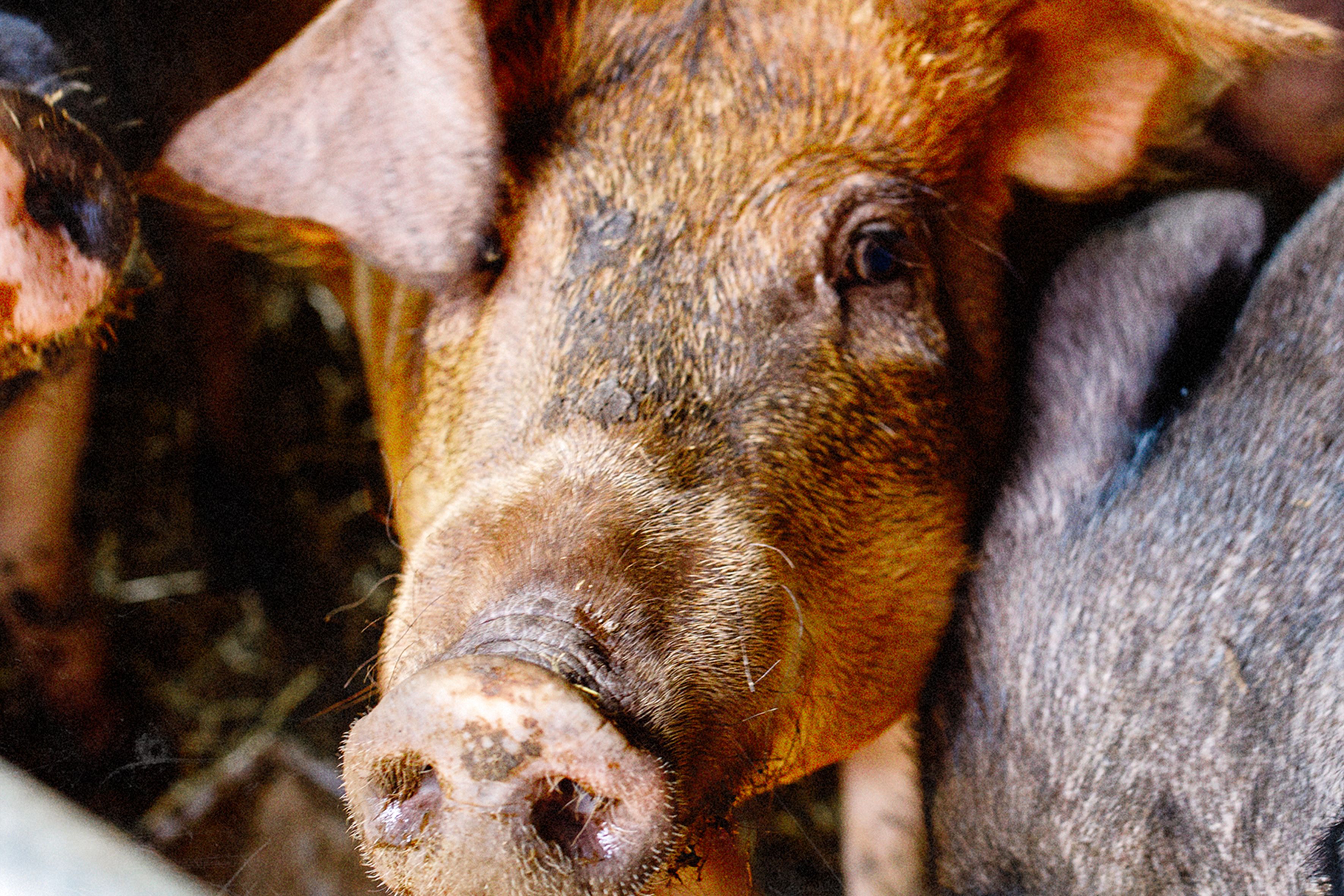 Nahaufnahme eines Schweins in einem Stall.