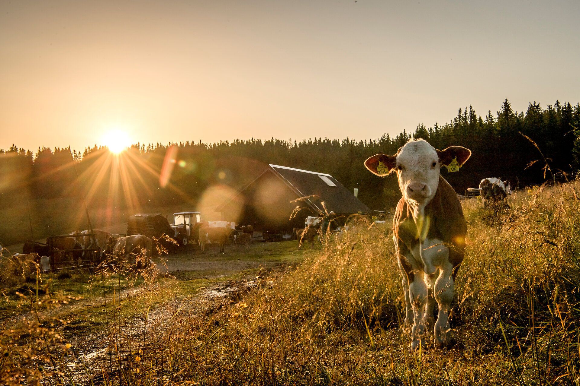 In der goldenen Abendsonne grasen friedlich Kühe auf saftigem Grün, während die sanften Hügel der Wiener Alpen im Hintergrund aufragen. Die ruhige Atmosphäre und die malerische Landschaft laden zu einem unvergesslichen Ausblick ein, der die Seele berührt.