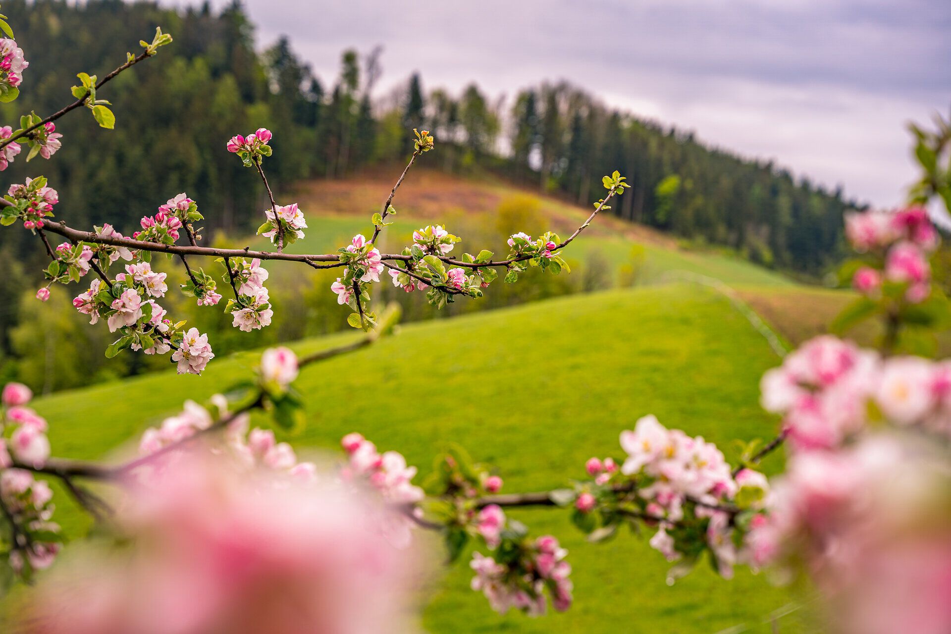 Blühender Apfelbaum in der Buckligen Welt
