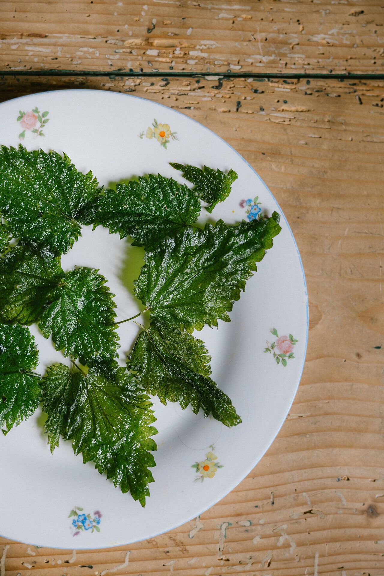 Die Grüne, strukturierte Brennesselblätter sind dekorativ auf einem weißen Teller mit floralem Muster auf einem Holztisch angerichtet.