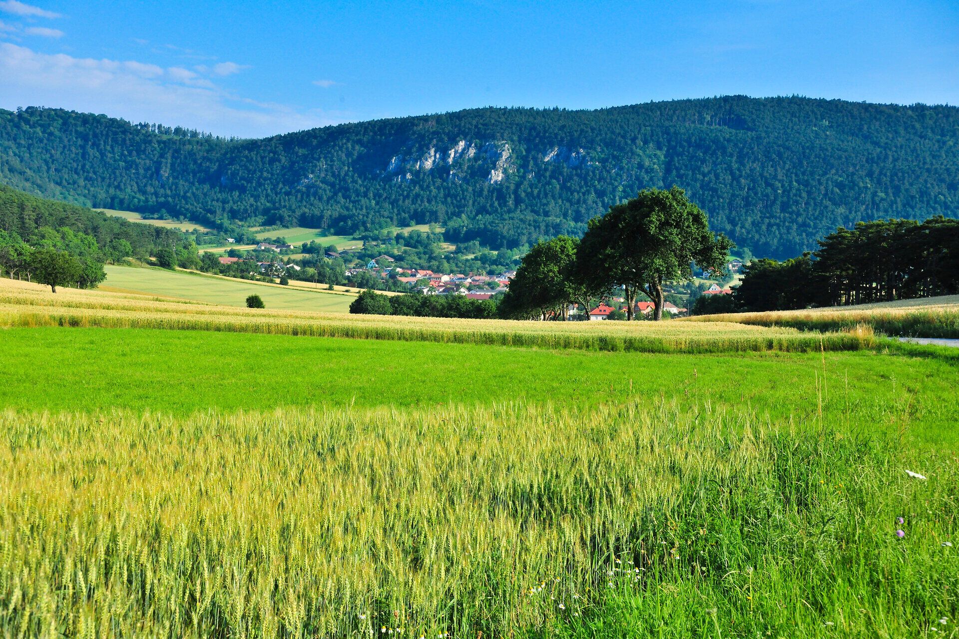 Sommer im Naturpark Sierningtal-Flatzerwand