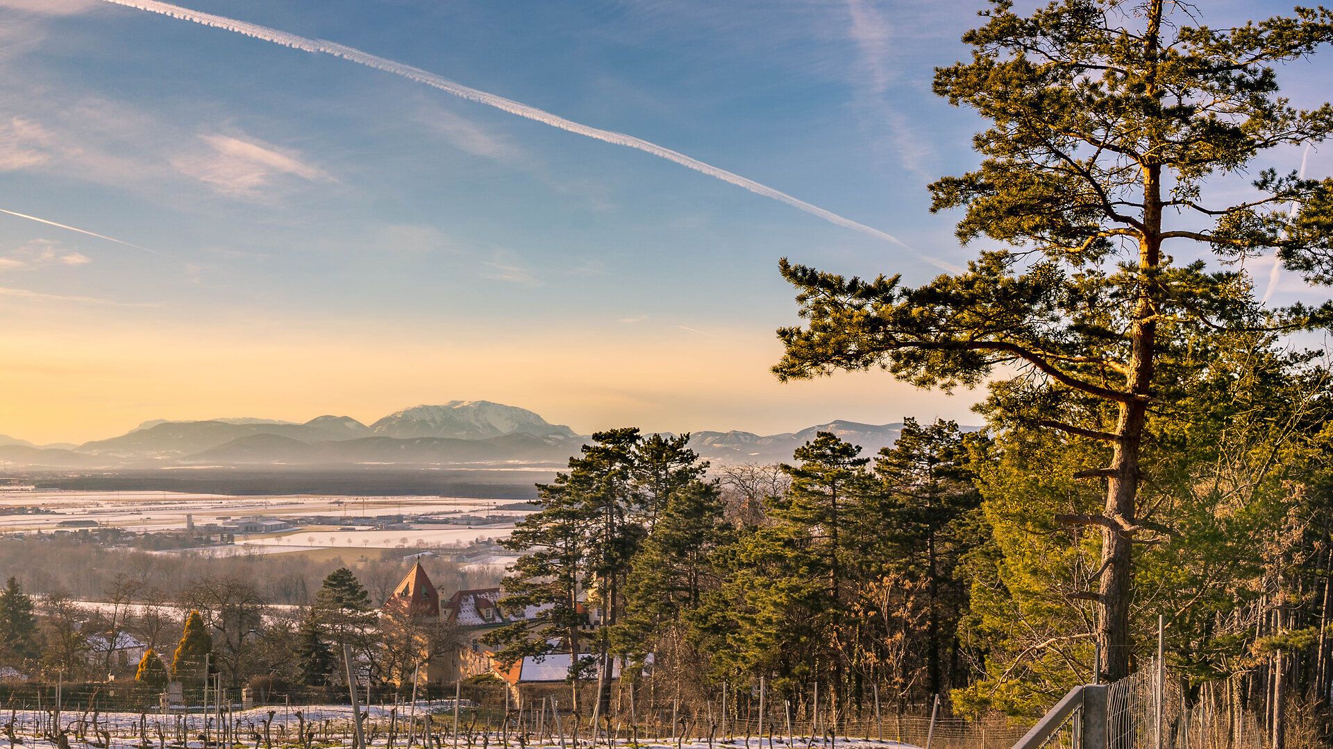 Blick über einen Weingarten und Bäume hinunter auf winterliche Felder und Wiesen bis zum schneebedeckten Schneeberg.
