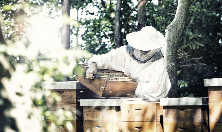 Ein Imker im Schutzanzug hält eine Magazinbeute aus Holz mit Bienenwaben und Bienen.