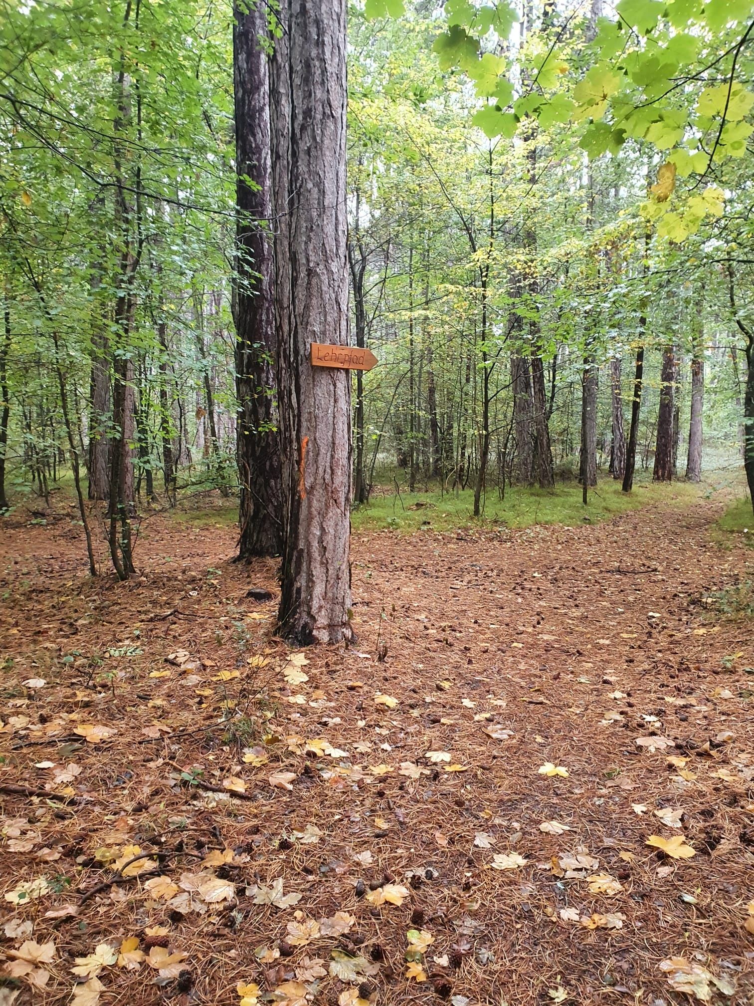 Forest path