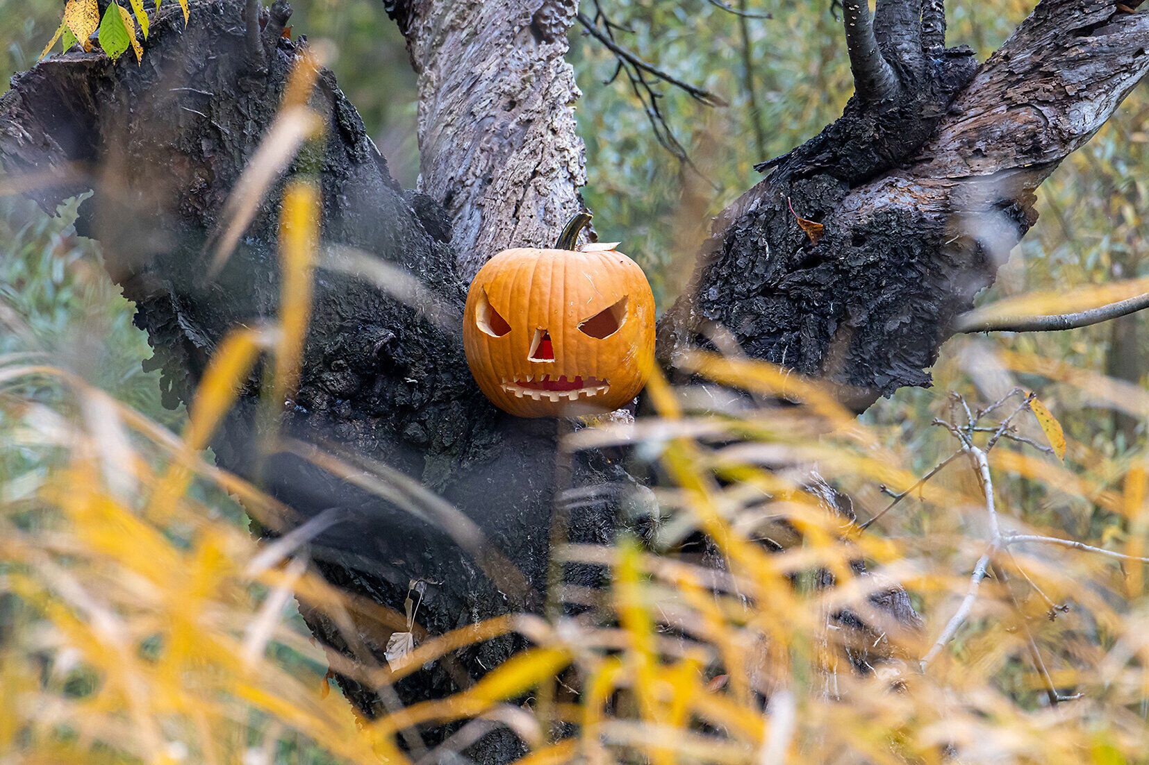 Ein leuchtender Kürbis mit grimmigem Gesicht thront hoch oben auf einem alten Baumstamm, umgeben von herbstlichen Farben und sanften Gräsern. Die Atmosphäre ist geheimnisvoll und lädt dazu ein, die Magie von Halloween in der Natur zu erleben.