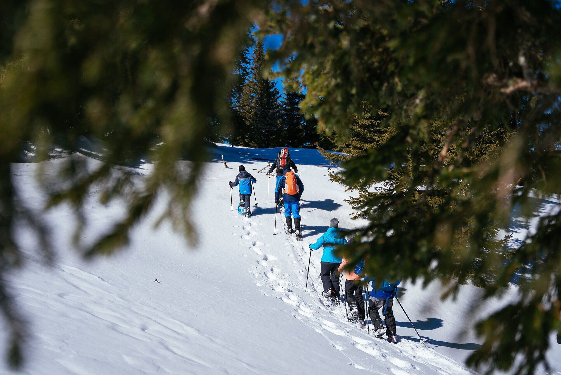 Gruppe von Menschen mit Schneeschuhen wandert auf verschneiter Fläche vor Nadelbäumen unter blauem Himmel