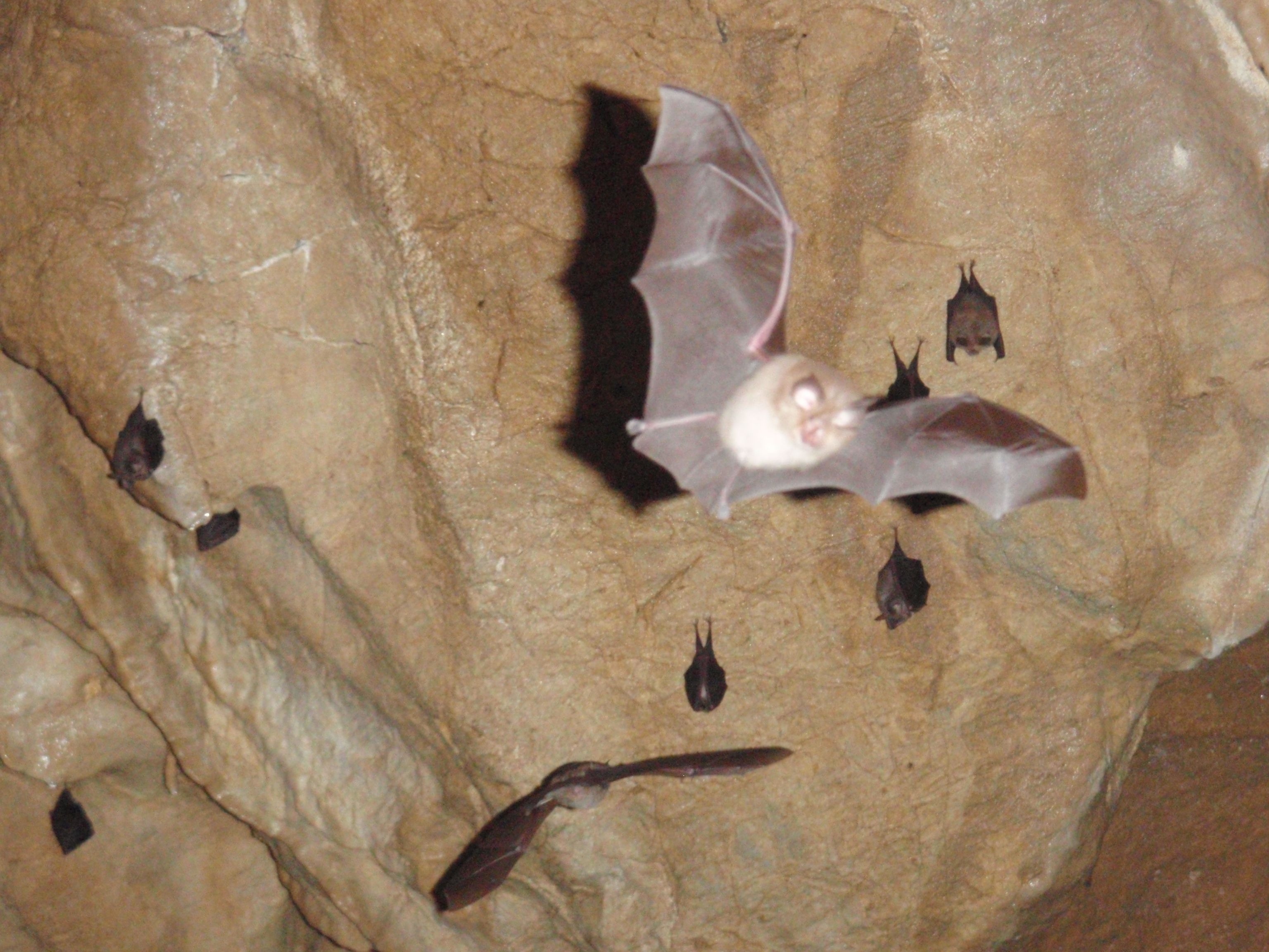 Fledermäuse fliegen in einer Höhle.