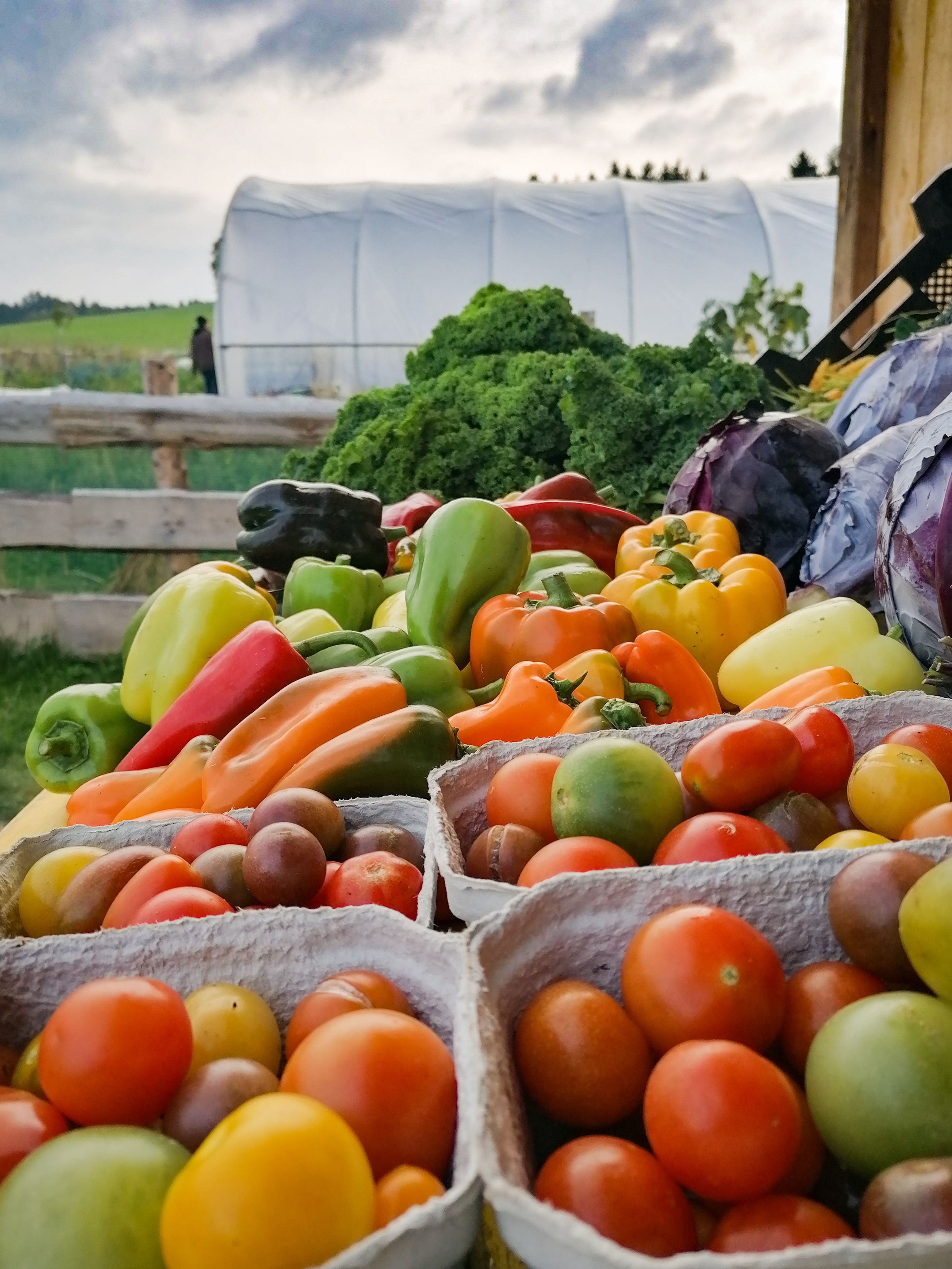 Verschiedene Gemüsesorten wie Tomaten und Paprika in kleinen Kisten.