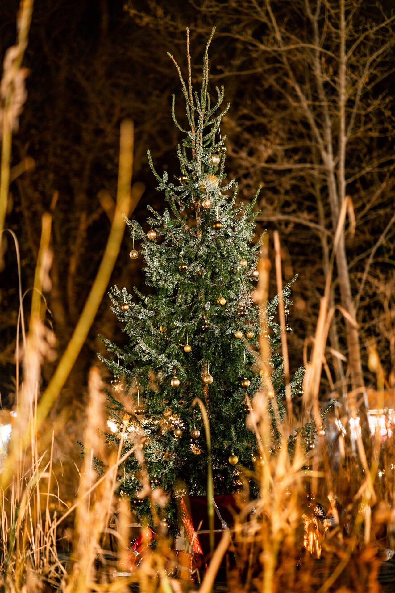 Kleiner geschmückter Weihnachtsbaum zwischen Gräsern, beleuchtet bei Nacht.