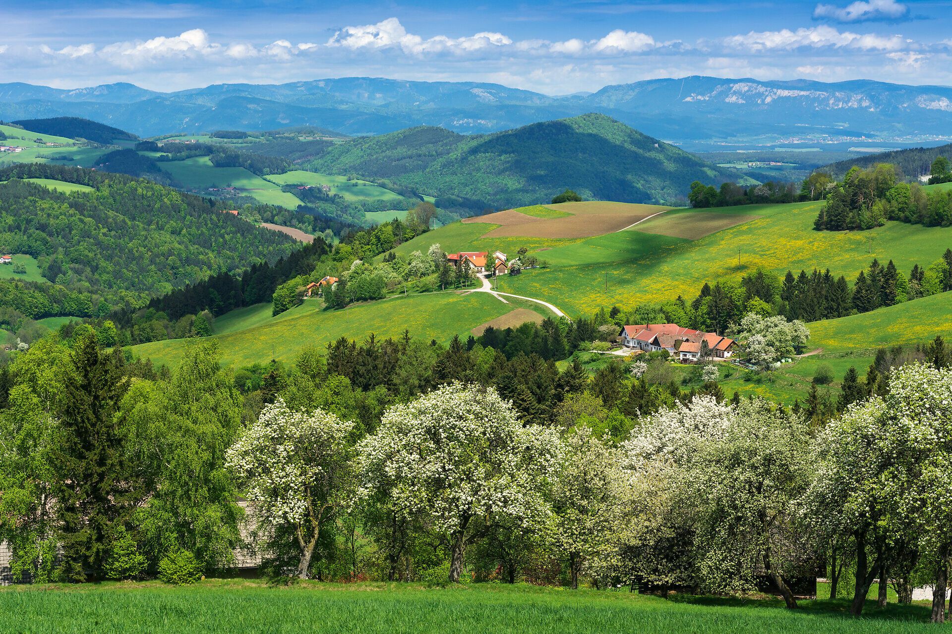 Ausblick auf die sanften Hügel der Buckligen Welt, mit grünen Wiesen und blühenden Bäumen.