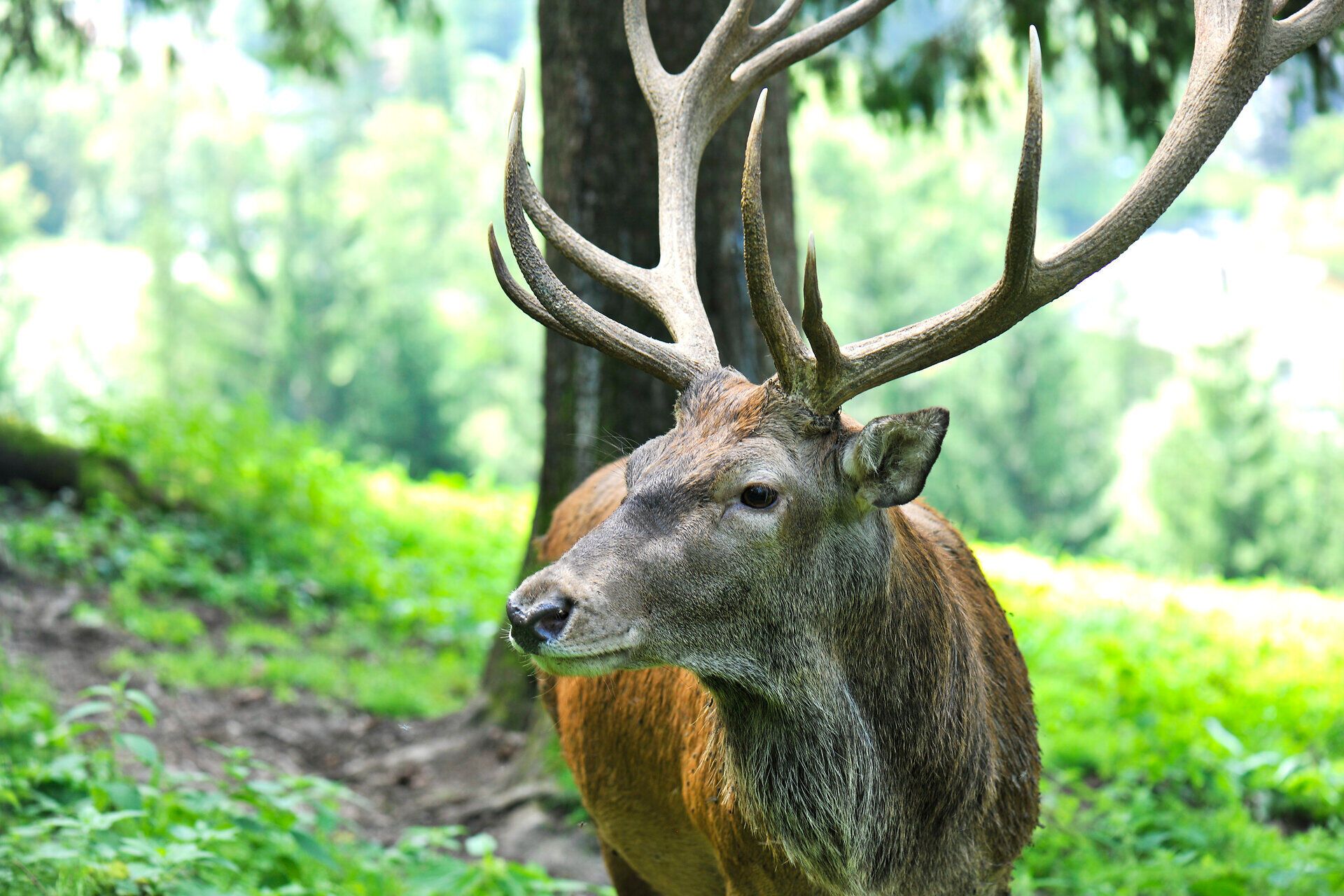 Sommer im Naturpark Falkenstein, Schwarzau im Gebirge