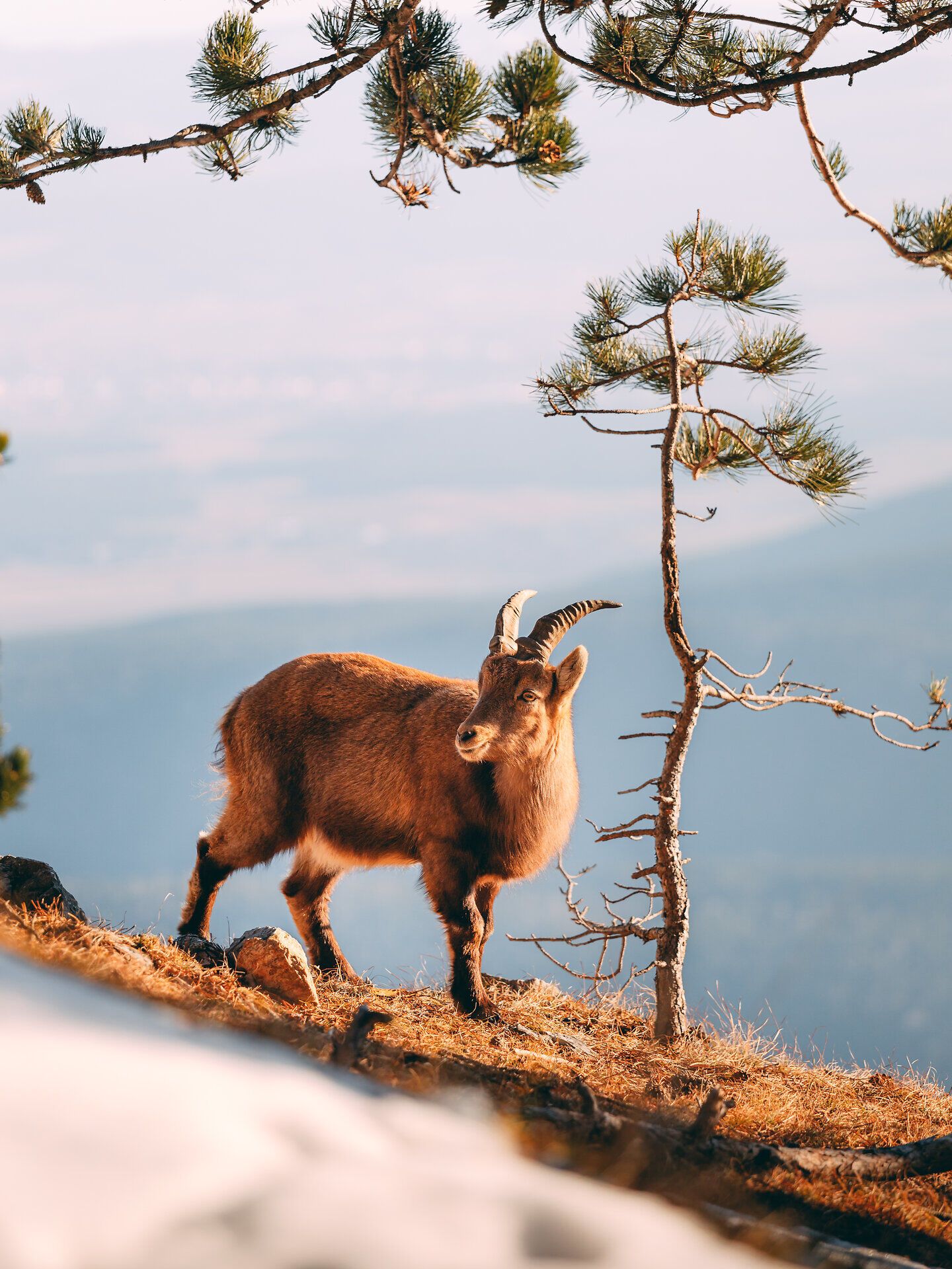 In der winterlichen Landschaft des Naturparks Hohe Wand präsentiert sich ein majestätischer Steinbock, der anmutig zwischen schneebedeckten Felsen und kahlen Bäumen umherstreift. Die klare, kalte Luft und die schneebedeckten Gipfel schaffen eine friedliche Atmosphäre, die zum Verweilen einlädt.