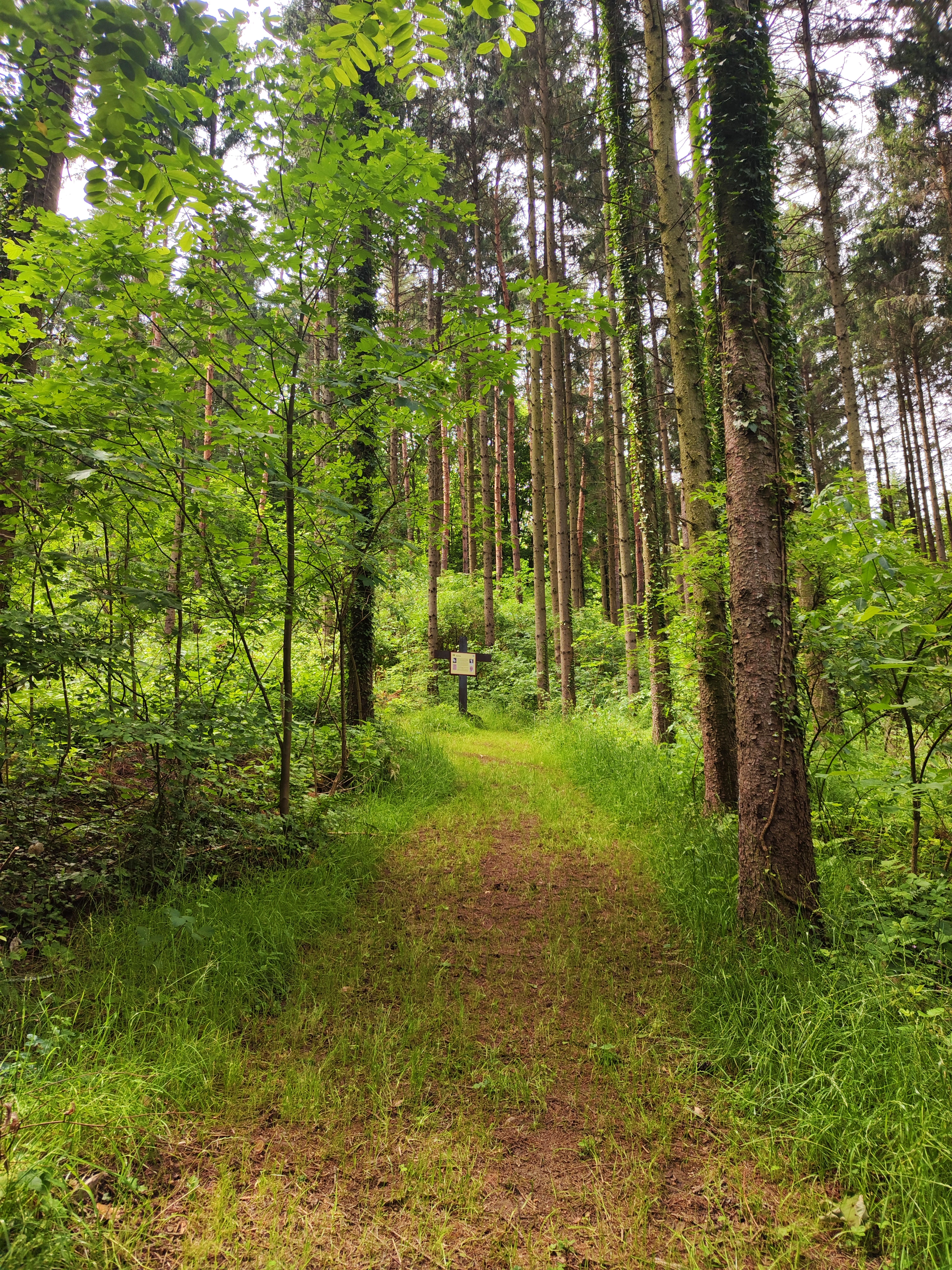 Ein schmaler Waldweg führt durch einen dichten, grünen Wald mit hohen Bäumen und einem Schild im Hintergrund. Dieser Abschnitt ist steil.