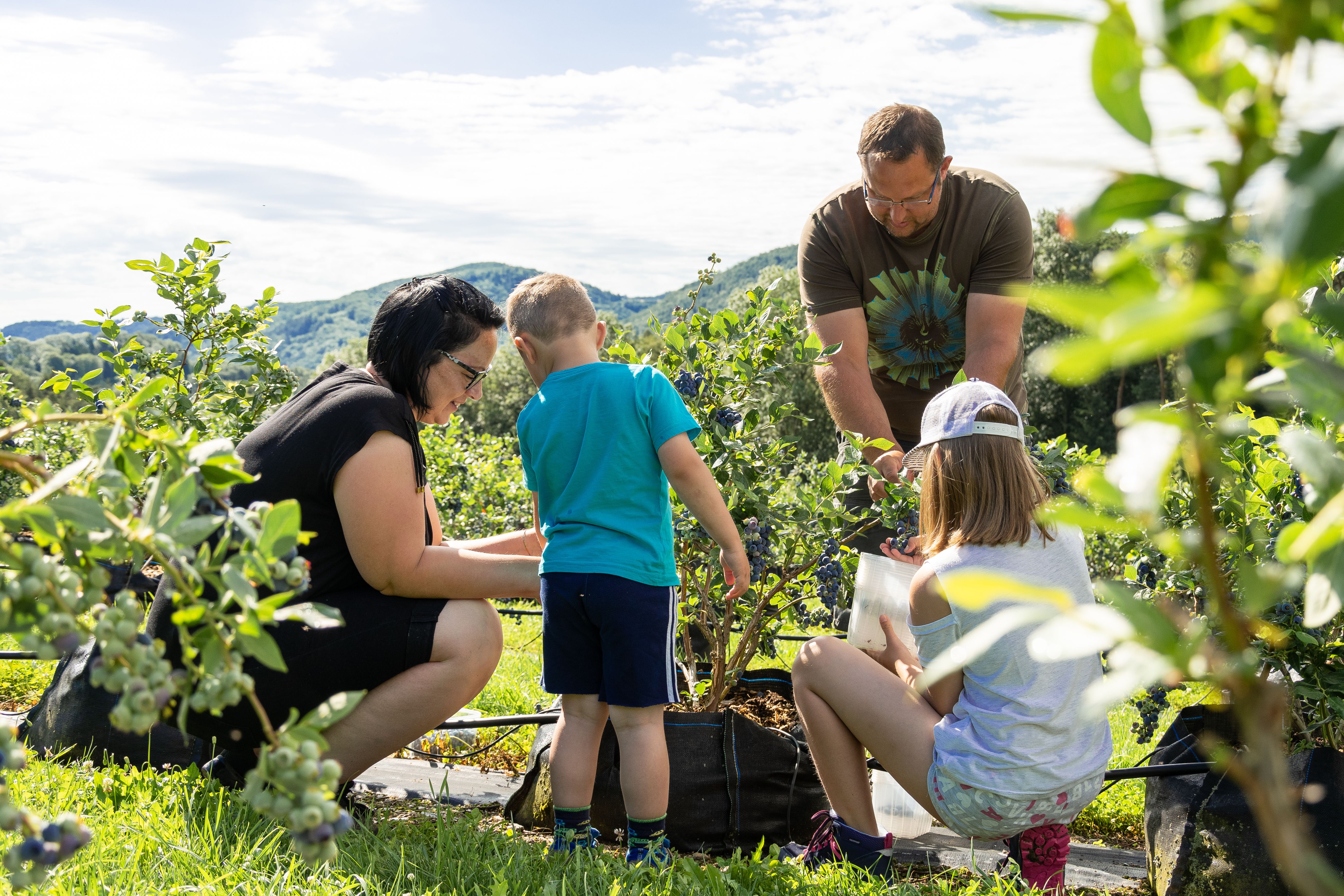 Eine Familie bei der Heidelbeerernte auf einem Feld, im Hintergrund Hügel.