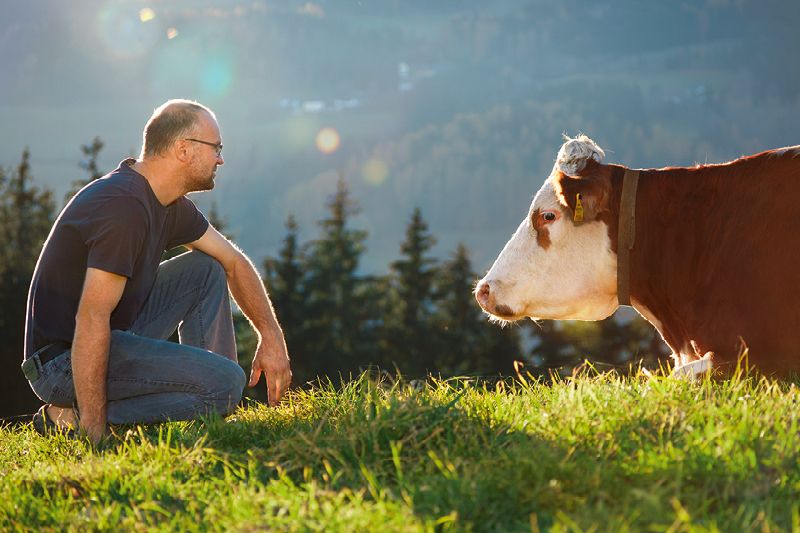 Ein Mann kniet auf einer Wiese und schaut eine Kuh an, im Hintergrund Bäume und Berge.