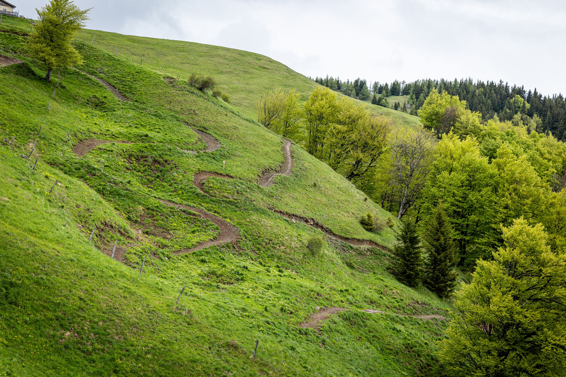 Ein kurviger Mountainbike-Trail auf einem grünen Hügel mit Bäumen im Hintergrund.