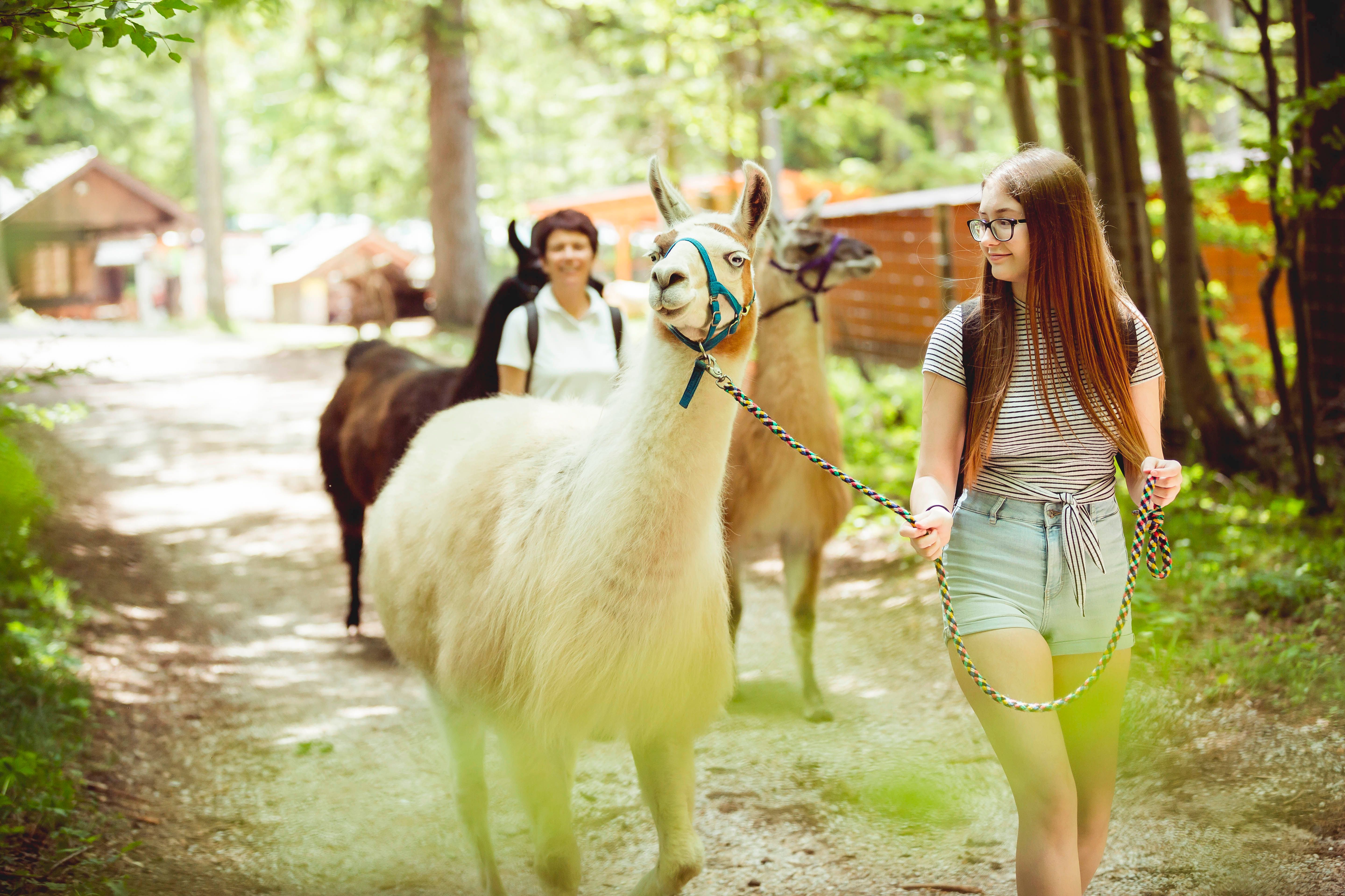 Zwei Personen führen Lamas auf einem Waldweg im Naturpark Hohe Wand.