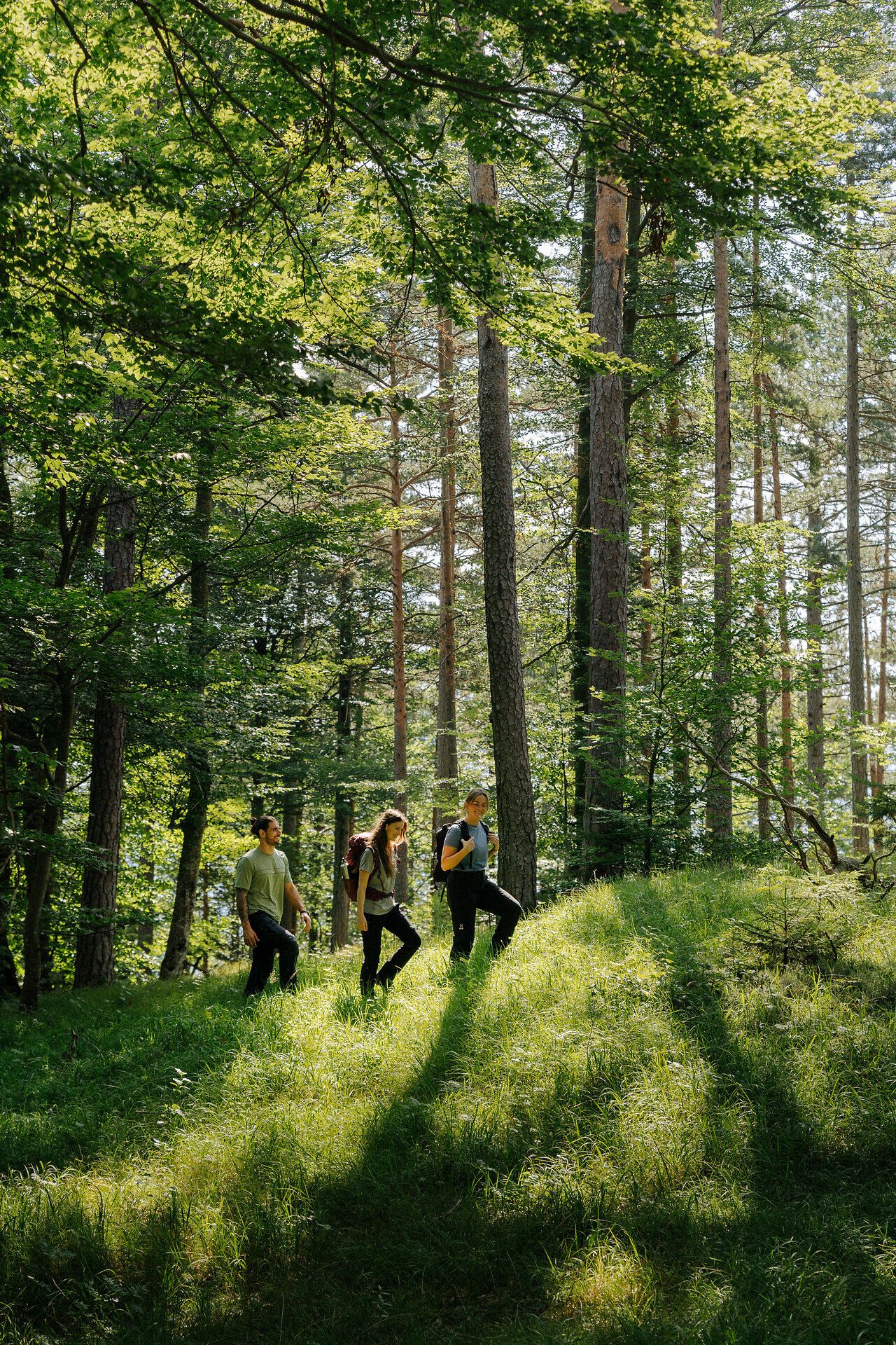 Drei Personen wandern entspannt durch einen sonnendurchfluteten Wald, umgeben von hohen Bäumen und grünem Gras, wobei Sonnenstrahlen durch das Blätterdach fallen und eine friedliche, naturverbundene Atmosphäre schaffen.