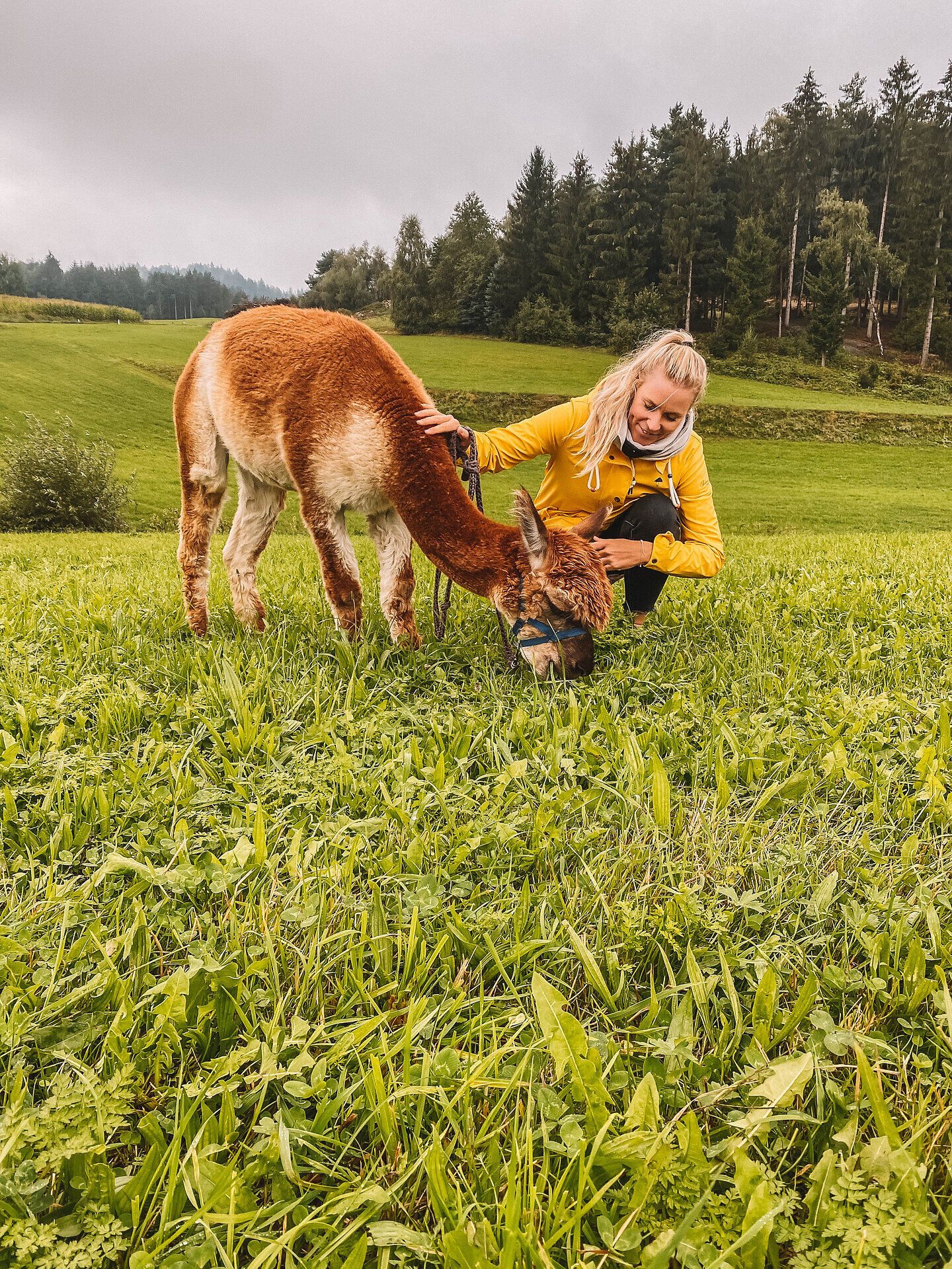 Inmitten der sanften Hügel des Waldviertels genießt eine junge Frau die ruhige Gesellschaft eines Alpakas, während die frische Morgenluft die Wiesen umhüllt. Die sanften Gräser laden zu einem entspannten Spaziergang ein, der die Seele erfrischt und die Schönheit der Natur erlebbar macht.