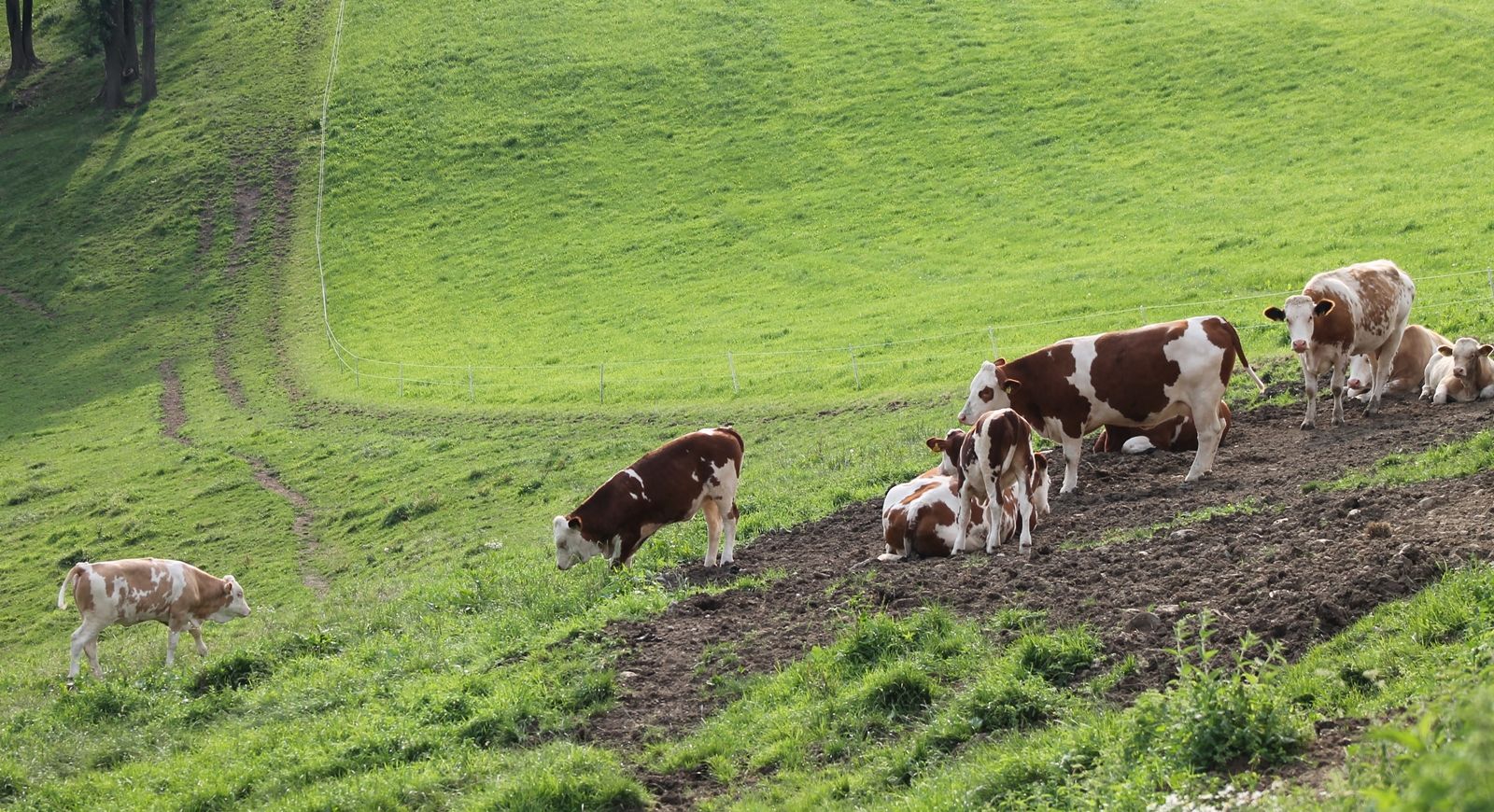 Kühe weiden auf einer grünen Wiese mit Hügeln im Hintergrund.