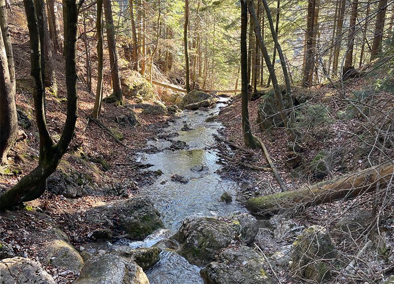 A small stream flows through a forest with bare trees and rocks.