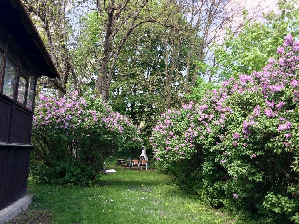 Garten mit blühenden Fliederbüschen und einem Holzhäuschen.