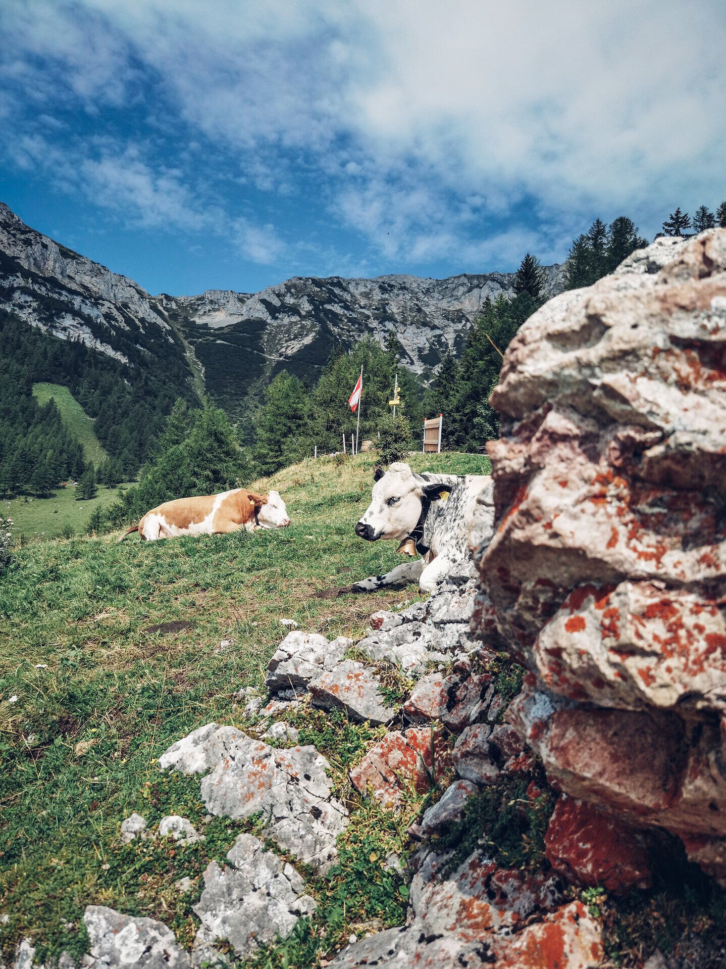 In der idyllischen Landschaft der Rax entspannen friedlich Kühe auf saftigem Grün, während die majestätischen Berge im Hintergrund eine atemberaubende Kulisse bieten. Die frische Bergluft und die sanften Hügel laden zu einem unvergesslichen Hüttenhüpfen ein, wo Naturfreunde die Schönheit des alpinen Sommers in vollen Zügen genießen können.