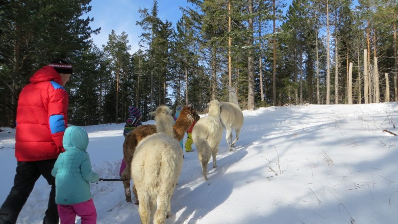 Menschen führen Lamas durch einen verschneiten Wald im Naturpark Hohe Wand.