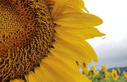 Die strahlenden Sonnenblumen erblühen in voller Pracht und verleihen der Landschaft eine warme, einladende Atmosphäre. Ihre leuchtenden Gelbtöne harmonieren perfekt mit dem sanften Grün der Umgebung und laden dazu ein, die Schönheit der Natur zu genießen.