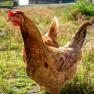 A brown hen stands on a meadow in the sunlight.