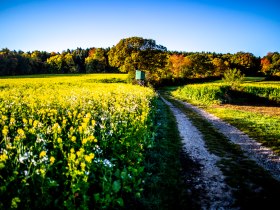 Ein Feldweg f&uuml;hrt durch eine bl&uuml;hende Landschaft mit gelben Blumen und einem Wald im Hintergrund unter klarem, blauem Himmel.