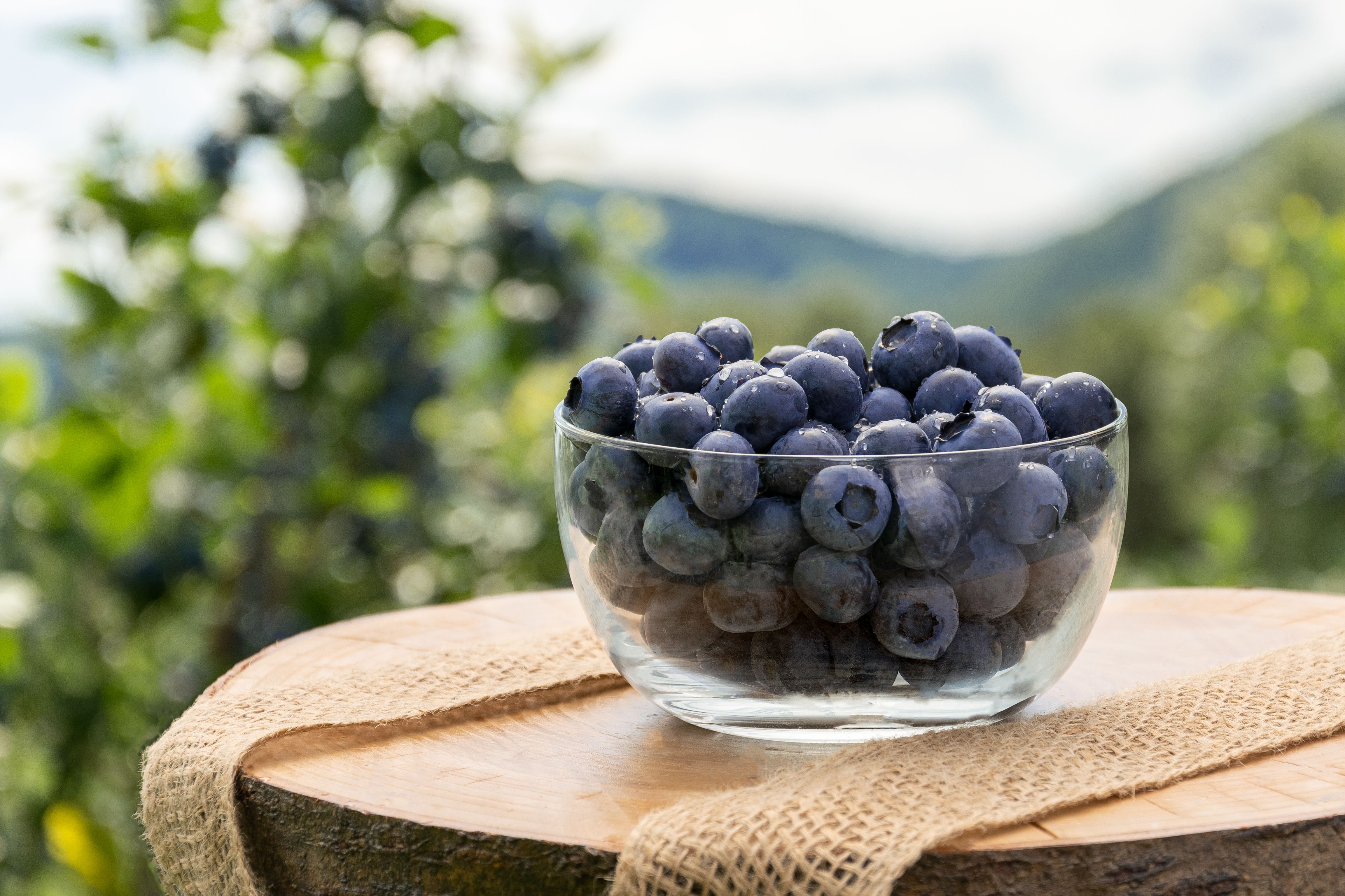 Eine Schüssel mit Heidelbeeren auf einem runden Holztisch, im Hintergrund Landschaft.