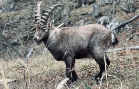 Steinb&ouml;cke auf der Hohe Wand beobachten , &copy; Wiener Alpen/Ivonne Kirmann 