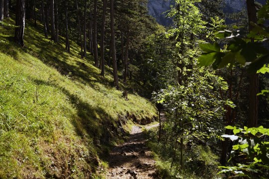 Der Weg führt entlang der Schwarza über dicke Wurzeln und Steine im Höllental., © Wiener Alpen/Zeleny