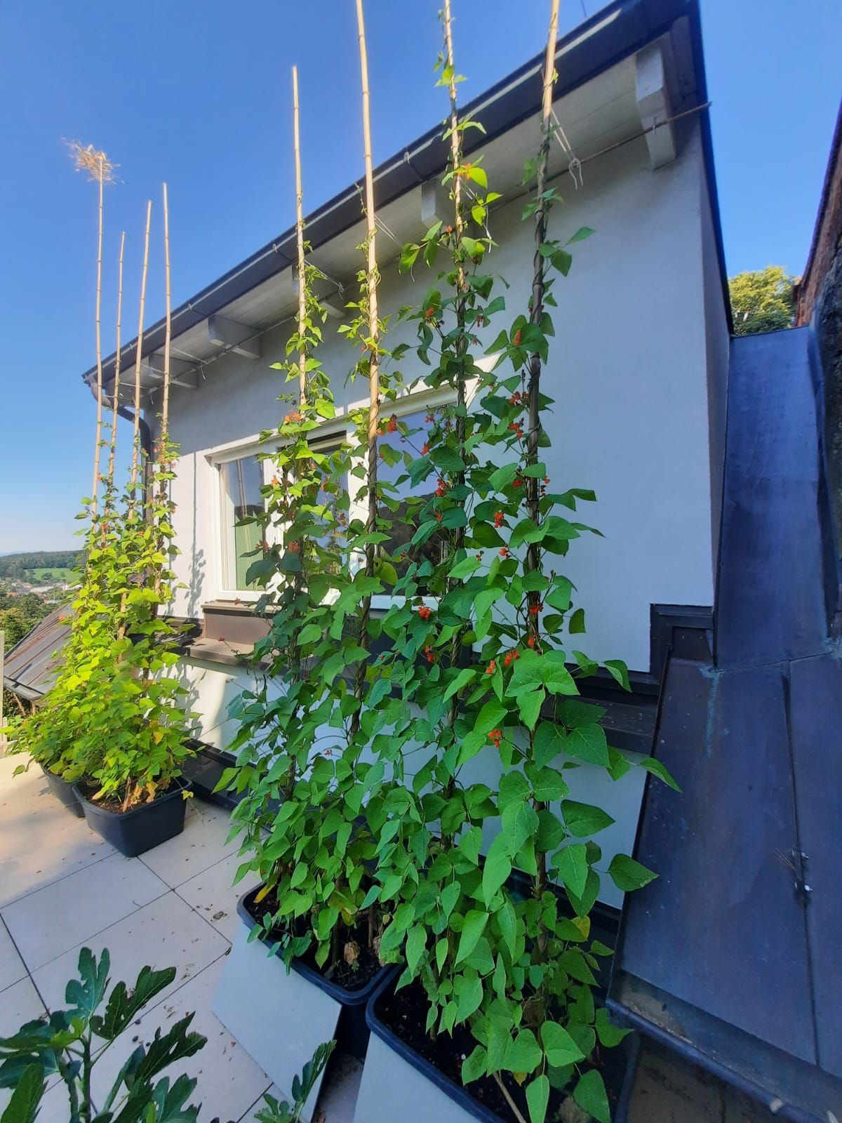 Kletterpflanzen in Töpfen auf einer Terrasse vor einem Haus mit blauem Himmel im Hintergrund.