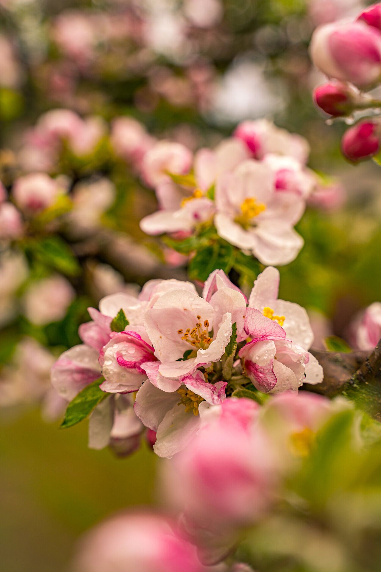Blühender Apfelbaum in der Buckligen Welt