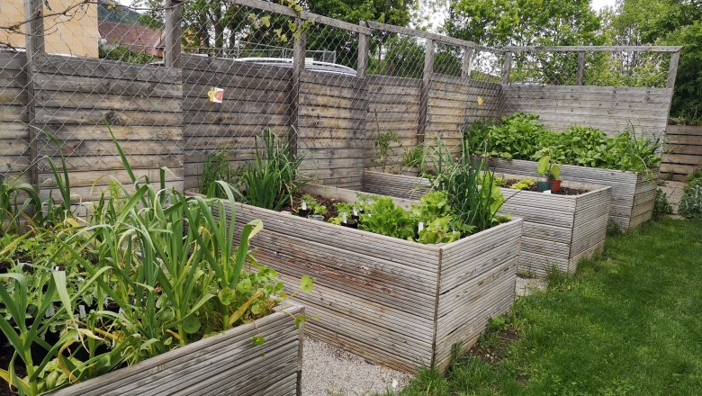 Hochbeete mit verschiedenen Pflanzen in einem Garten.