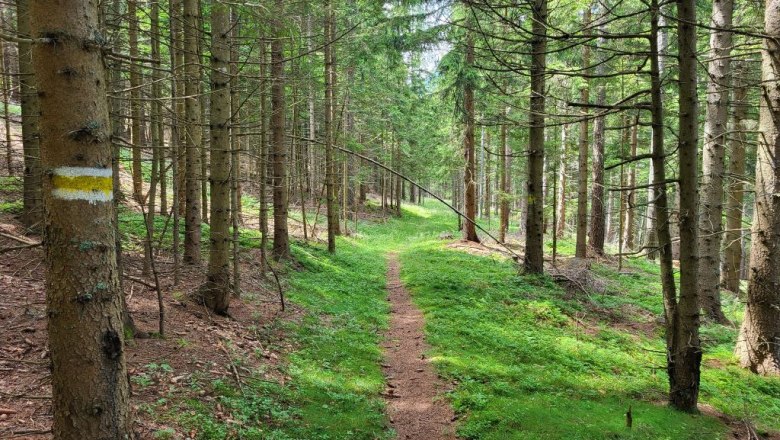 Hiking trail through a forest with markings on a tree.