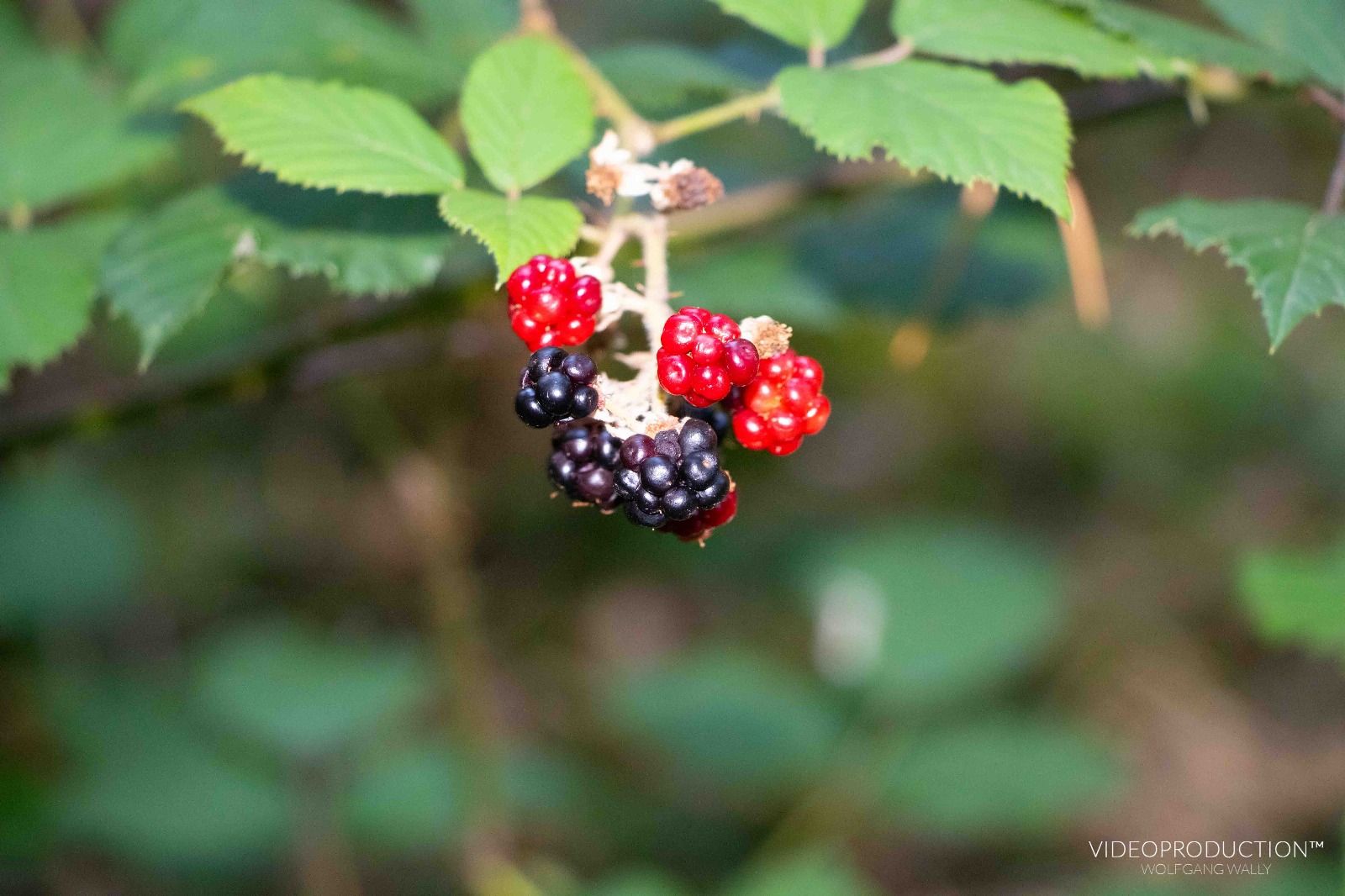 Nahaufnahme von reifen und unreifen Brombeeren an einem Strauch.