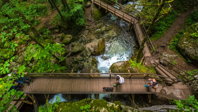 Wooden footbridges over a stream in a forest near the Myra Falls.