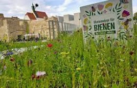Blühwiese in Wiener Neustadt, © Busyshutters