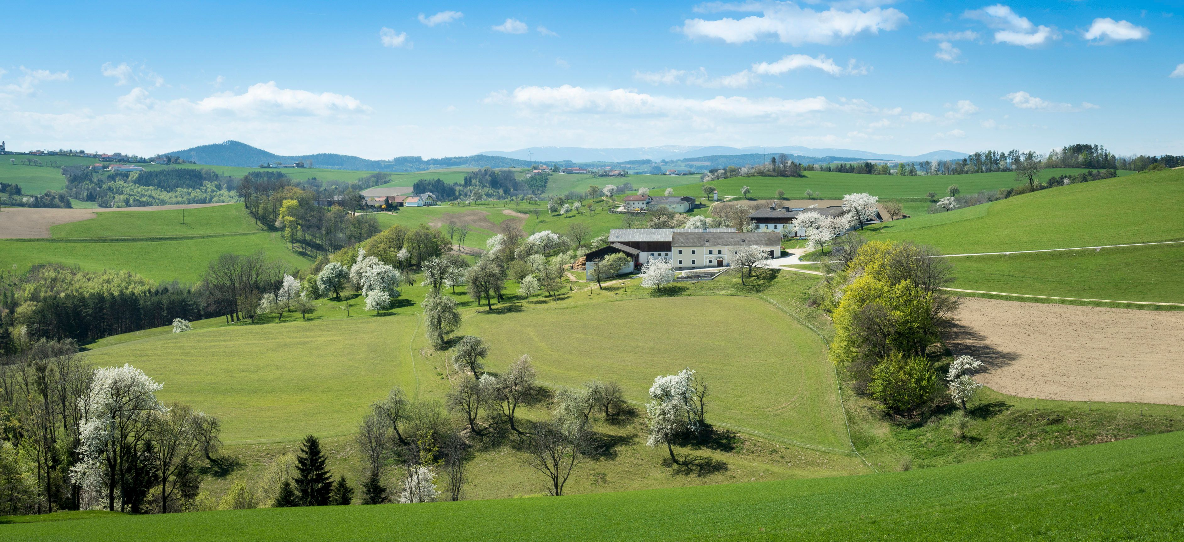 Panorama einer ländlichen, hügeligen Landschaft mit grünen Feldern, blühenden Bäumen und einem Bauernhof im Hintergrund.