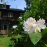 Close-up of rhododendron in bloom in front of a wooden hut