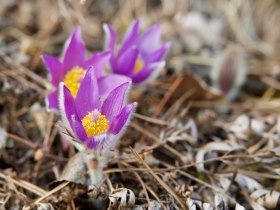 Die Blüten der Kuhschellen im Vorfrühling, © Wiener Alpen in Niederösterreich