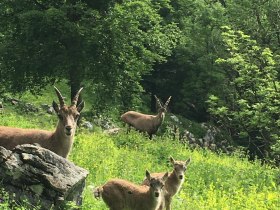 Steingei&szlig; mit Steinkitzen, &copy; Wiener Alpen in Nieder&ouml;sterreich - Schneeberg Hohe Wand
