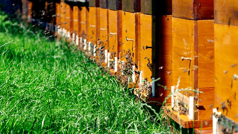 Eine Reihe von Bienenst&ouml;cken auf einer gr&uuml;nen Wiese mit fliegenden Bienen.