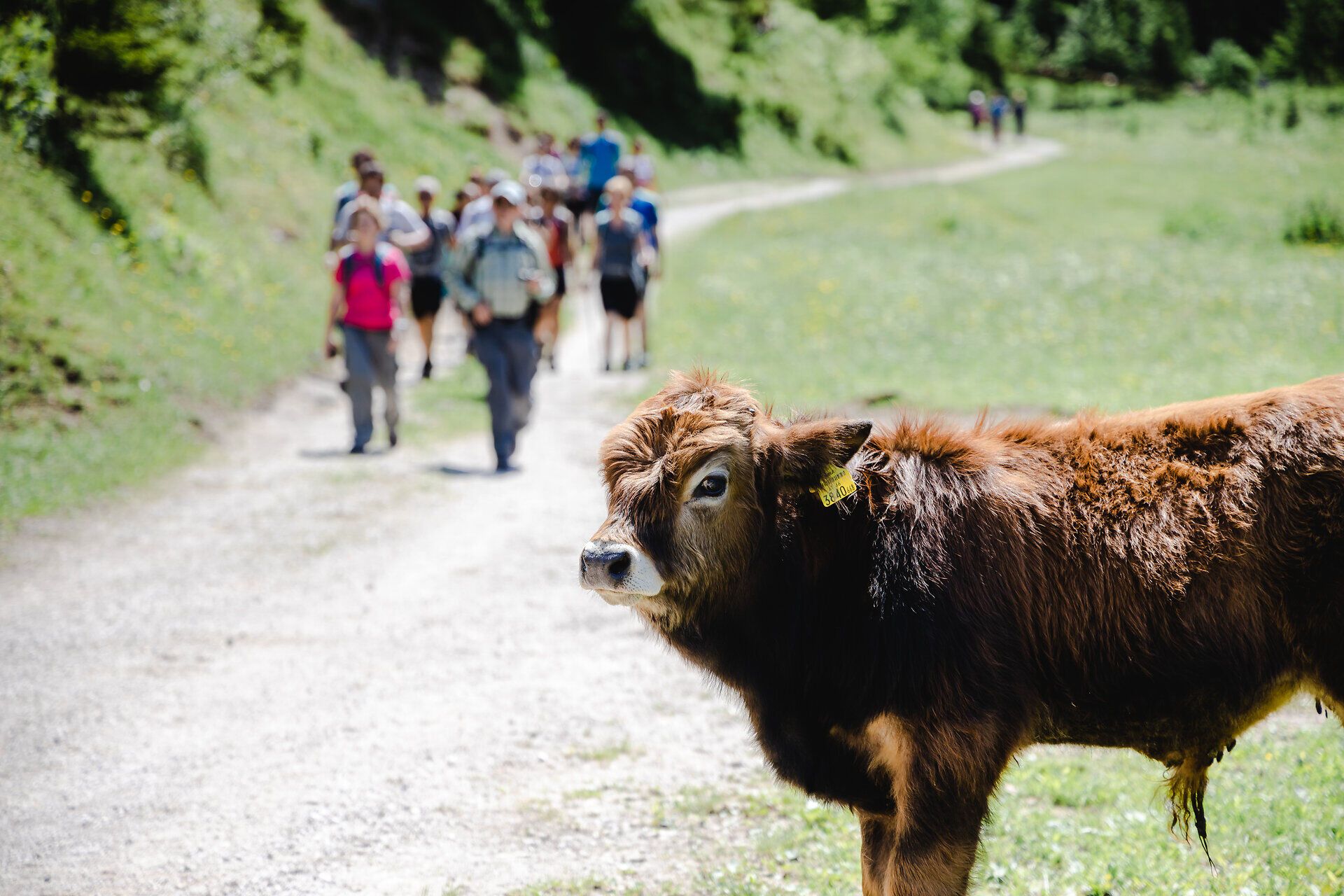 Ein sanfter Pfad schlängelt sich durch die grüne Wiese, während eine neugierige Kuh friedlich grast. Im Hintergrund sind Wanderer zu sehen, die die frische Bergluft und die atemberaubende Landschaft genießen. Diese Szenerie verkörpert die Ruhe und Schönheit des Bergsommers in den Alpen.
